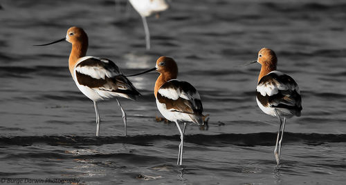 Birds on beach