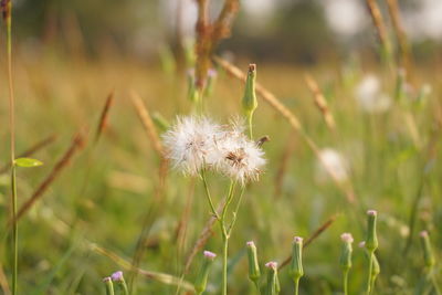 Close-up of dandelion flower on field