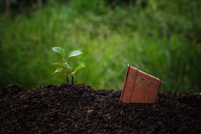 Close-up of small plant growing on field