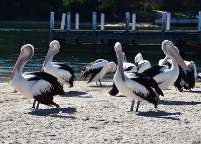 View of birds on field