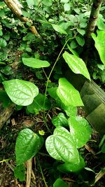 Leaves on plant