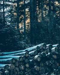 View of trees in forest