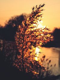 Close-up of silhouette tree against sky during sunset