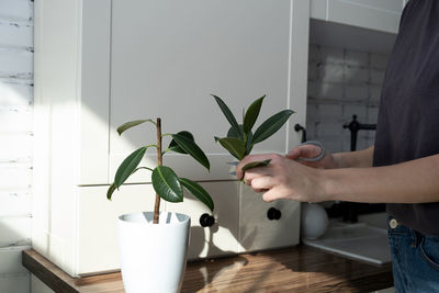 Ficus cuttings. breeding potted plants. ficus elastica.