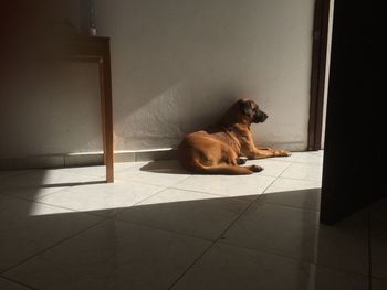 Dog sitting on tiled floor at home