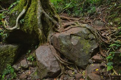 Full frame shot of tree