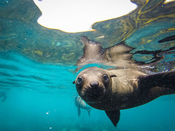 Close-up portrait of turtle swimming in sea
