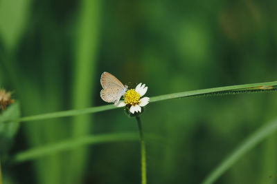 Close-up of butterfly pollinating on flower