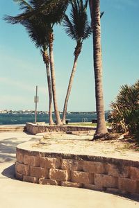 Palm trees on beach against clear sky