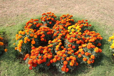 Close-up of orange flowers