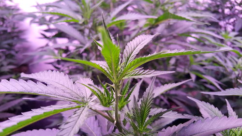 Marijuana plant