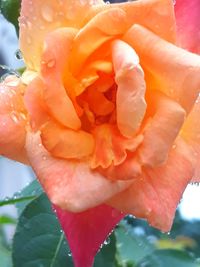 Close-up of wet red rose flower