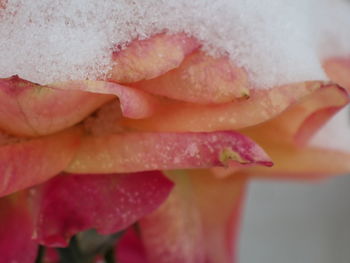 Close-up of pink rose