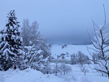 Snow covered trees and buildings against sky