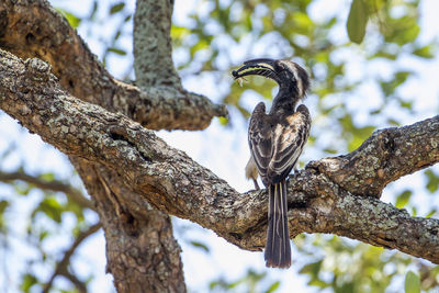 Low angle view of bird perching on tree