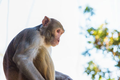 Low angle view of monkey sitting on tree against plants