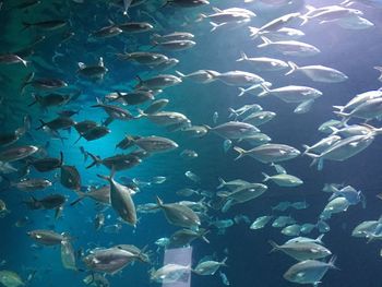 Fish swimming in aquarium