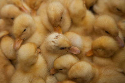 Close-up of young birds