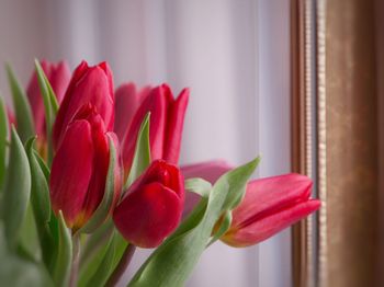 Close-up of red tulip flowers at home