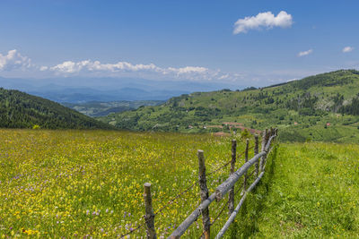 Scenic view of field against sky