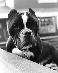 Close-up portrait of dog at home