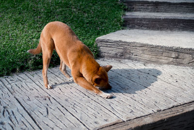 High angle view of a dog on wood