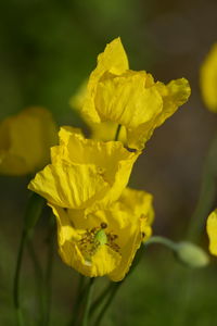 Close-up of yellow flower