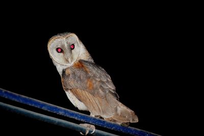 Close-up of bird perching on black background