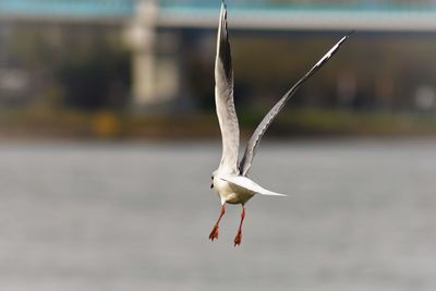 Close-up of bird flying against blurred background