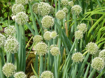 Close-up of flowers