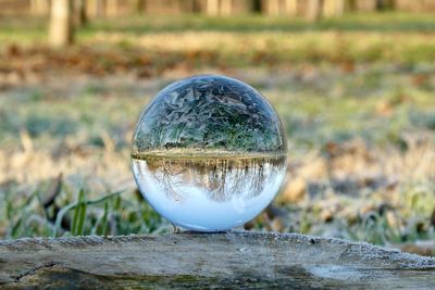 Close-up of crystal ball on tree trunk 