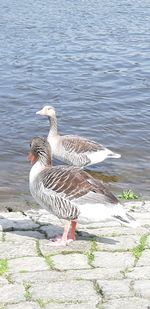 Birds on lakeshore