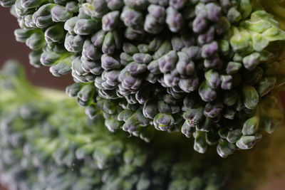 Close-up of purple flowering plant