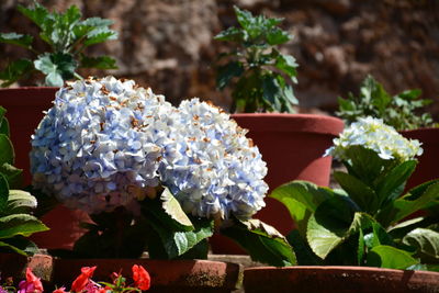 Close-up of pink flowers