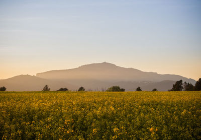 Scenic view of field against clear sky