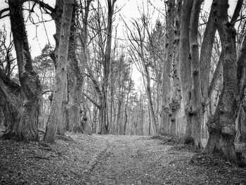 Dirt road amidst trees in forest