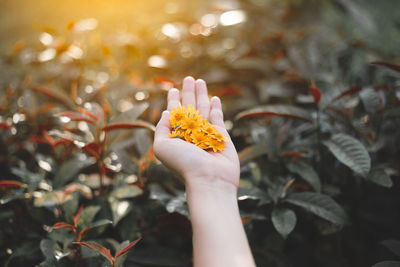 Close-up of hand holding flowering plant