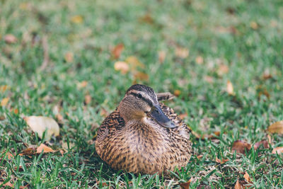 Animals on grassy field