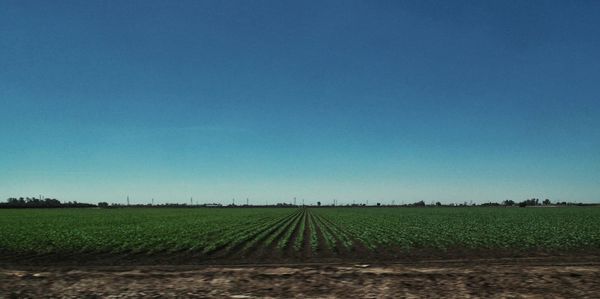 Scenic view of field against clear sky