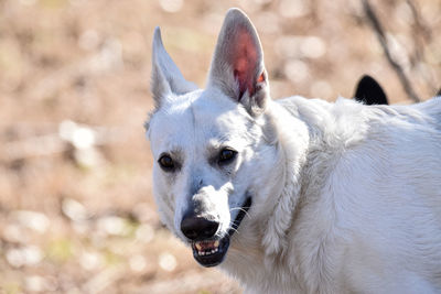 Close-up of dog