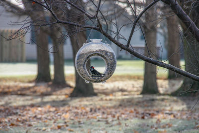 Close-up of chain hanging on tree