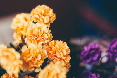 Close-up of flowers