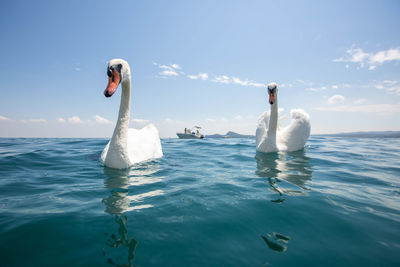 Two swans swimming in sea at lake garda italy