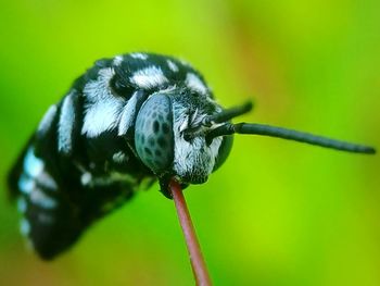 Close-up of insect on flower