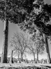 Bare trees on landscape against sky