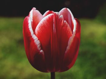 Close-up of red tulip