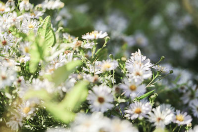 Close-up of white flowering plants on field