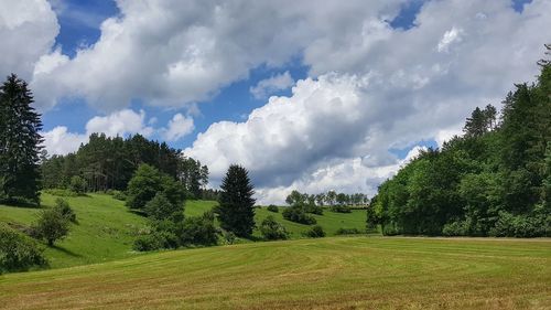 Panoramic shot of trees on field against sky