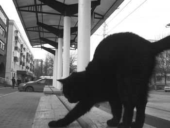 Dog on railroad track against sky