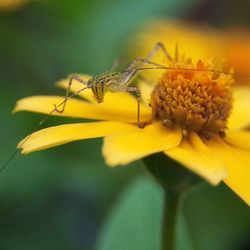 Close-up of insect on yellow flower